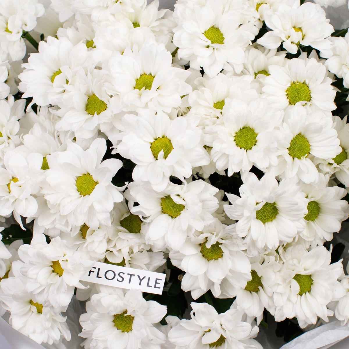 hrizantema romashka 11 sht 8